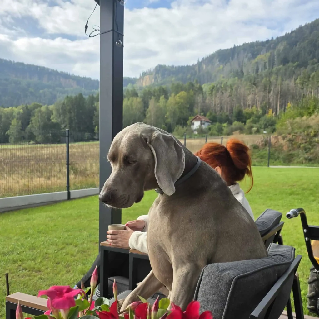 Pies na tarasie przy domkach w Zakątku pod Bastionami